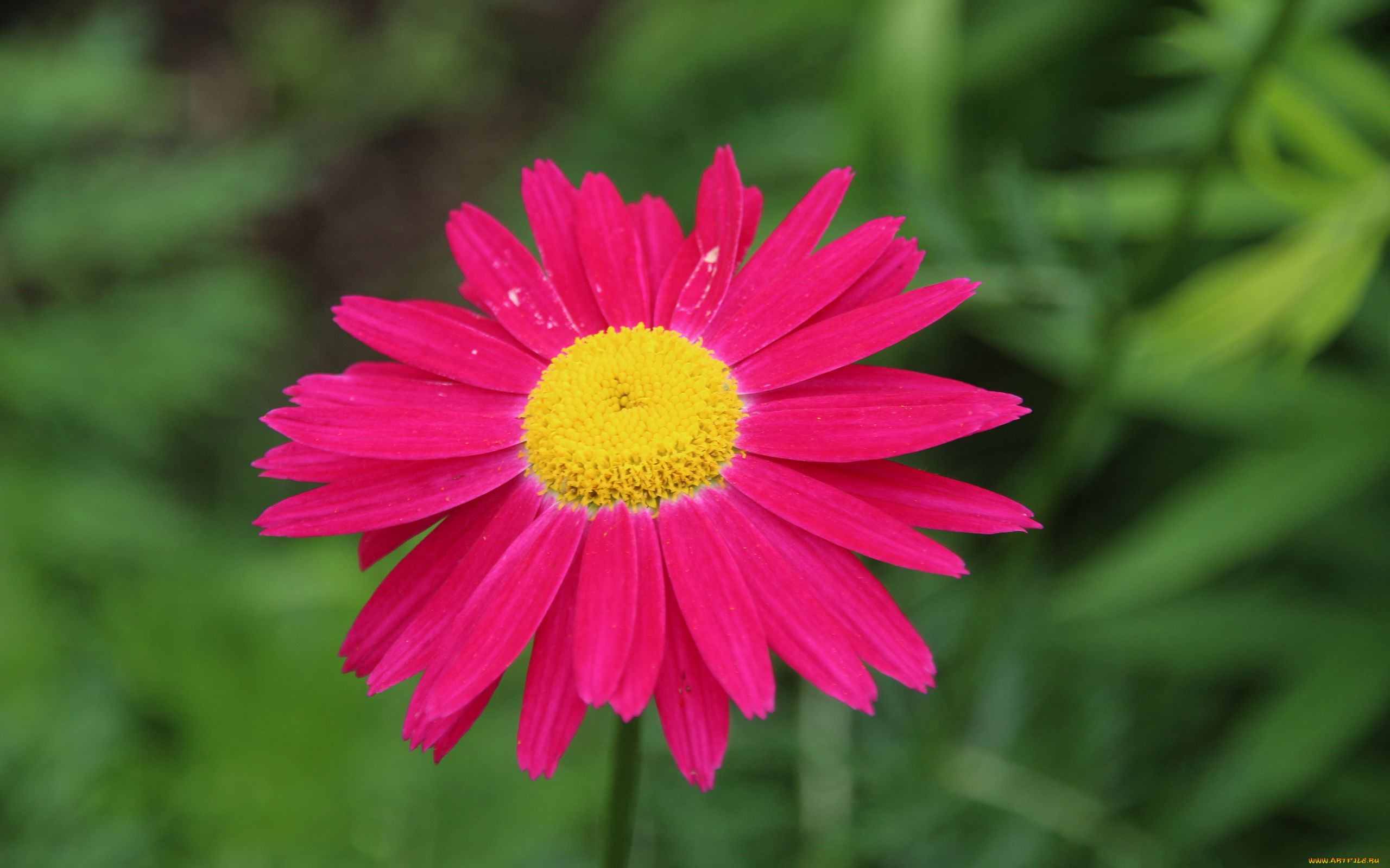 pyrethrum, , 
